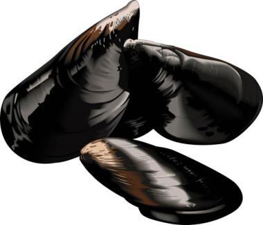 Kagyló héjjal, chilei, 60/80 db/kg, n. 1 kg, fagyasztott