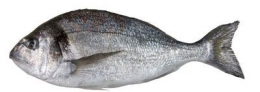 Aranydurbincs (tengeri keszeg), 400/600 g/db, pikkelyezett, belezett, 20% védő jégréteggel, fagyasztott