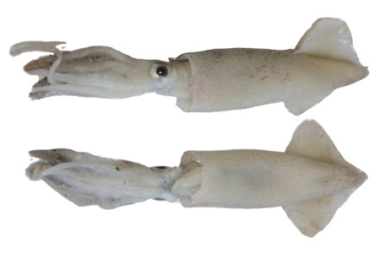 Patagóniai tintahal (valódi kalmár), egész, 10/12 cm, fagyasztott,  n. 1 kg/cs