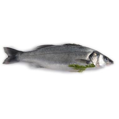 Farkassügér (branzino/tengeri süllő), belezett, egész, 200/300 g/db, 20% védő jégréteggel, fagyasztott