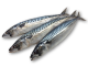 Atlanti makréla, egész, norvég, 200-400 g/db, ömlesztett, fagyasztott